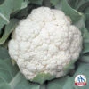 Snow Crown Hybrid Cauliflower