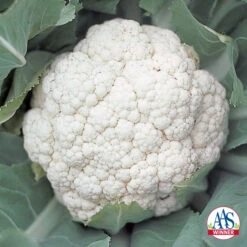 Snow Crown Hybrid Cauliflower