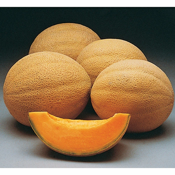 Athena Hybrid Muskmelon