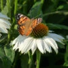 PowWow&reg; White Echinacea