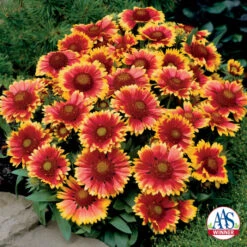Arizona Sun Gaillardia
