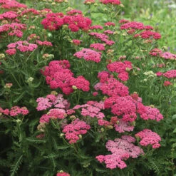 New Vintage™ Rose Yarrow
