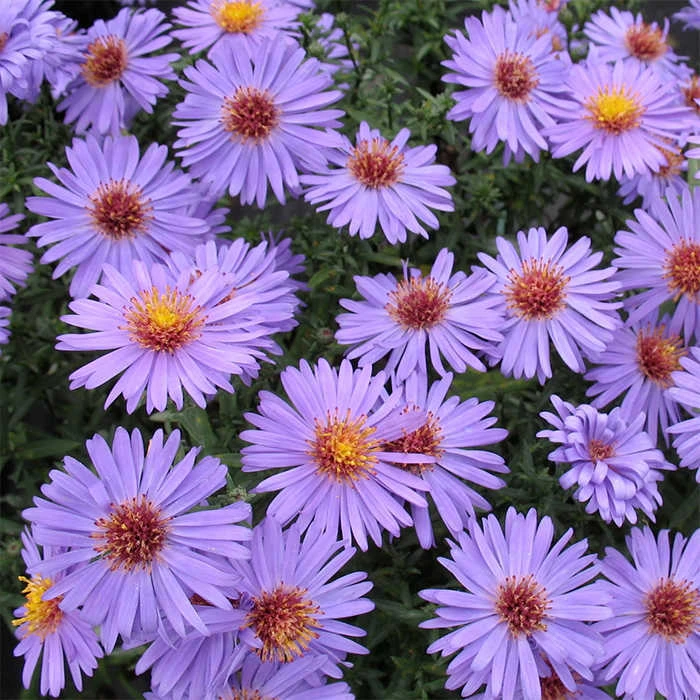 Professor Kippenburg Aster