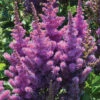 Black Pearls&reg; Astilbe