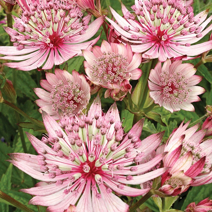 Sparkling Stars Pink® Astrantia