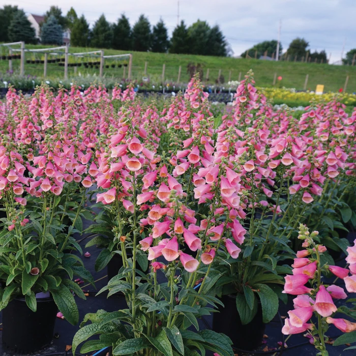 Arctic Fox Rose Foxglove