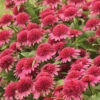 Double Coded&trade; Raspberry Beret Echinacea