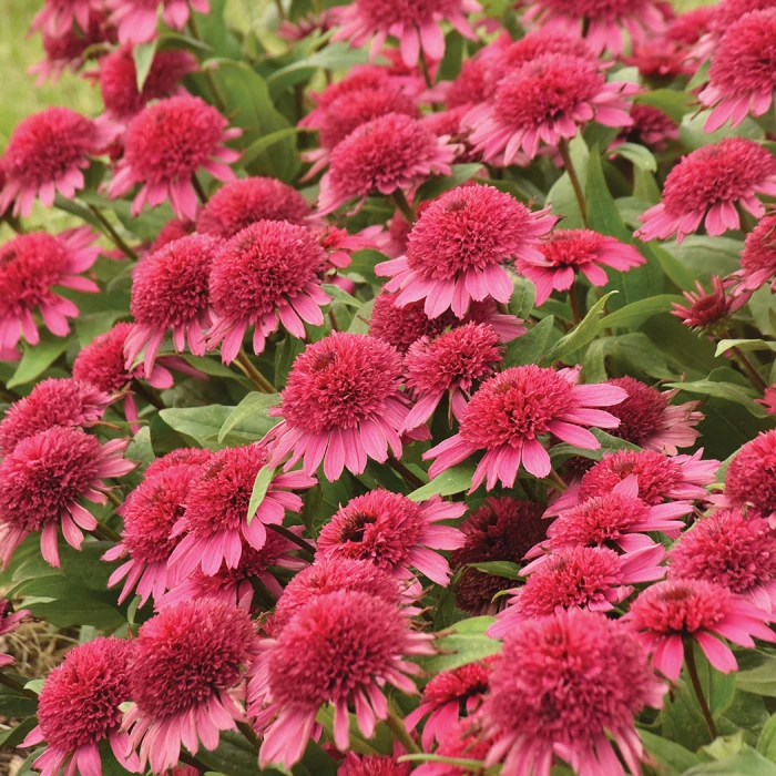 Double Coded™ Raspberry Beret Echinacea
