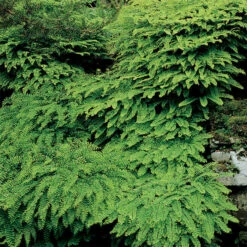 Maidenhair Fern