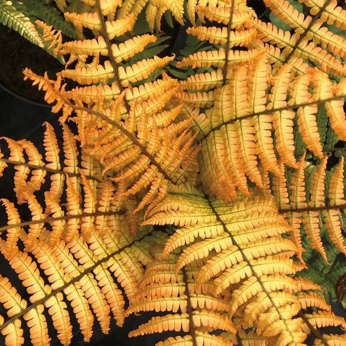 Jurassic Gold Fern