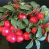 Cherry Berries&trade; Wintergreen