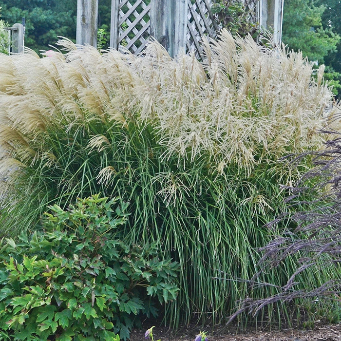 Huron Sunrise Miscanthus