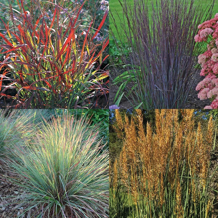 Native Grass Offer