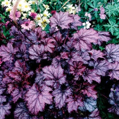 Amethyst Myst Heuchera