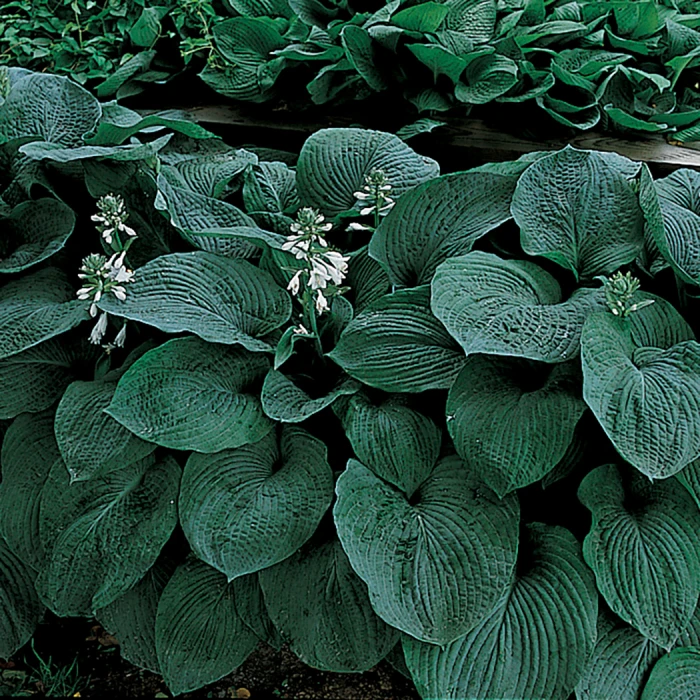 Blue Giant Hosta