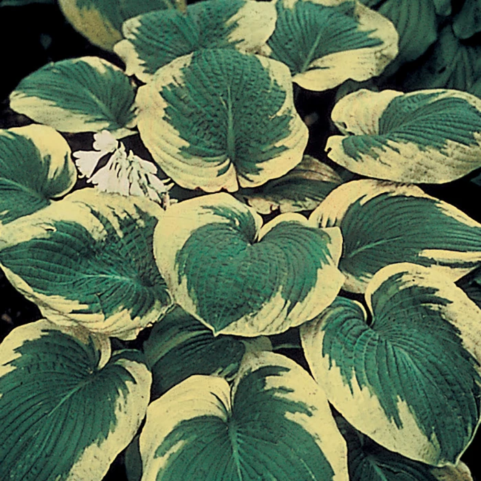 Frances Williams Hosta