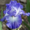 City Lights Reblooming Bearded Iris