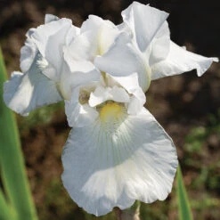 Immortality Reblooming Iris