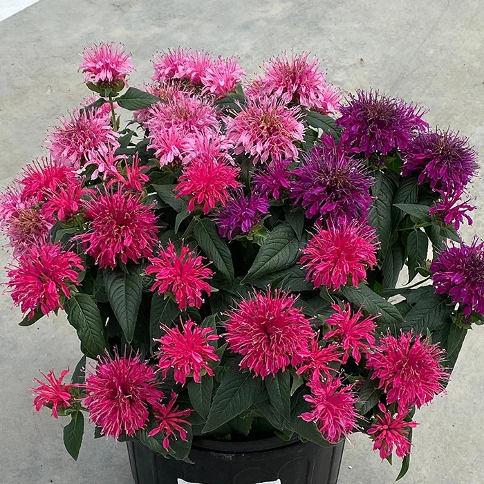 Balmy™ Tricolor Monarda