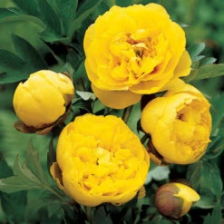 Yellow Crown Peony