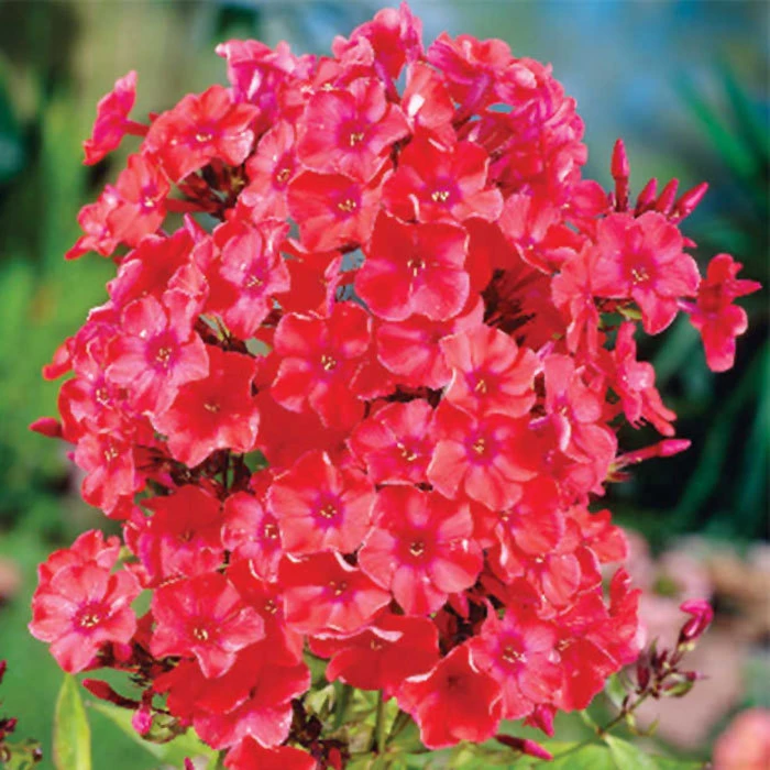 Orange Perfection Hardy Garden Phlox