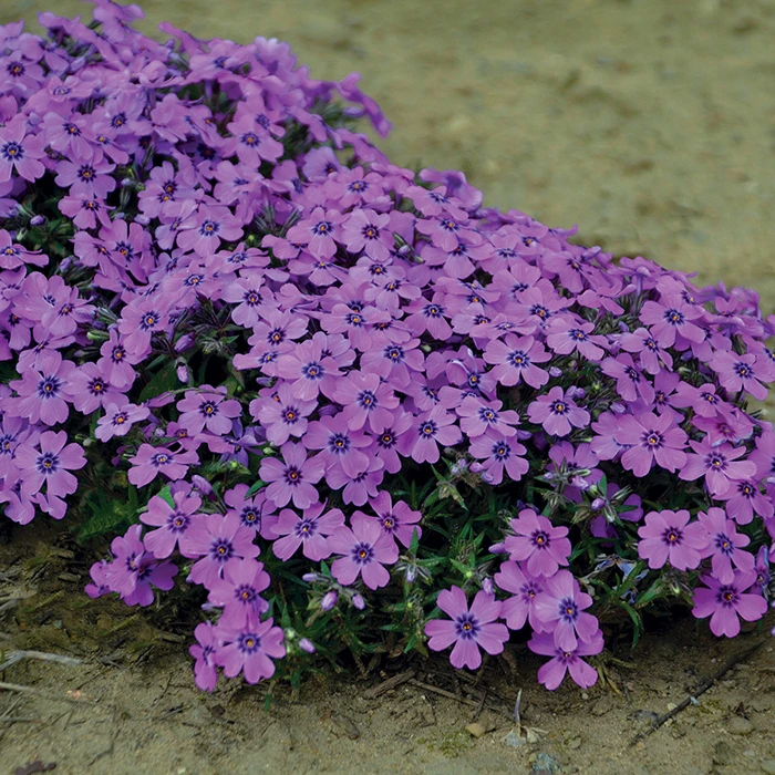 Eye Shadow Creeping Phlox