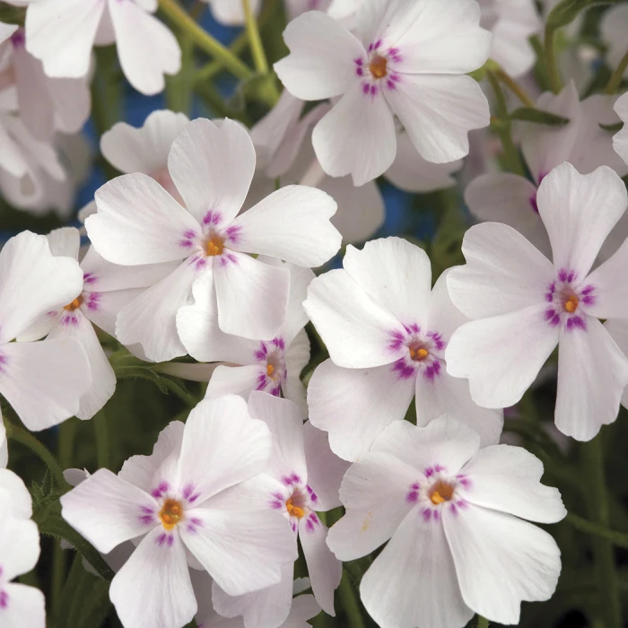 Amazing Grace Phlox