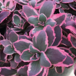 Sunsparkler® 'Dream Dazzler' Sedum