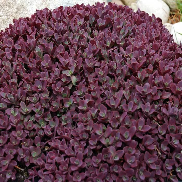 Sunsparkler® Firecracker Sedum