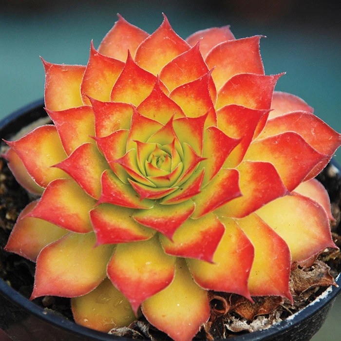 Chick Charms® Gold Sempervivum