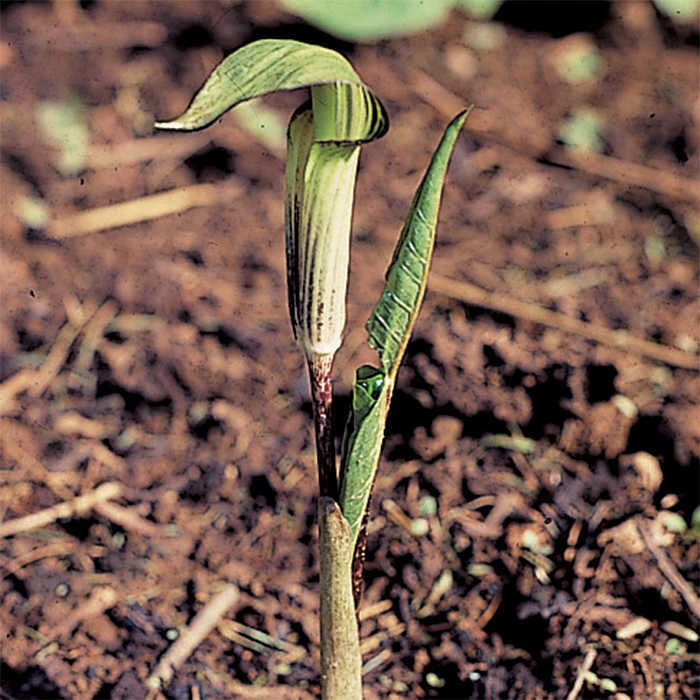 Jack In The Pulpit
