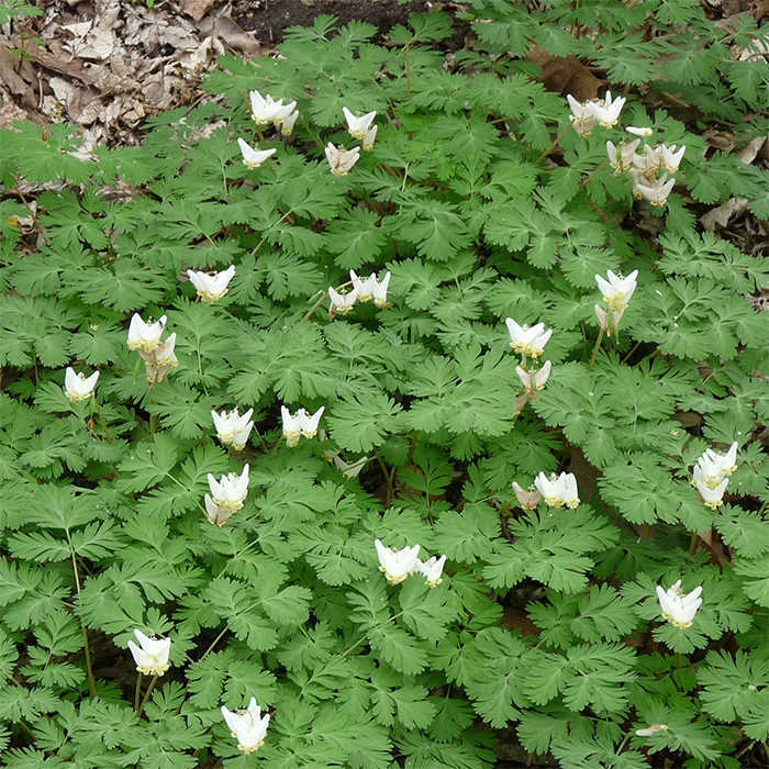 Dutchman's Breeches