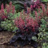 Heuchera Timeless Night