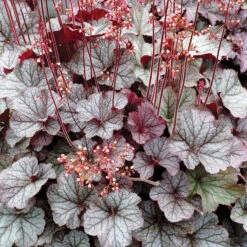 Northern Exposure™ Silver Heuchera