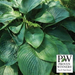 Empress Wu Hosta