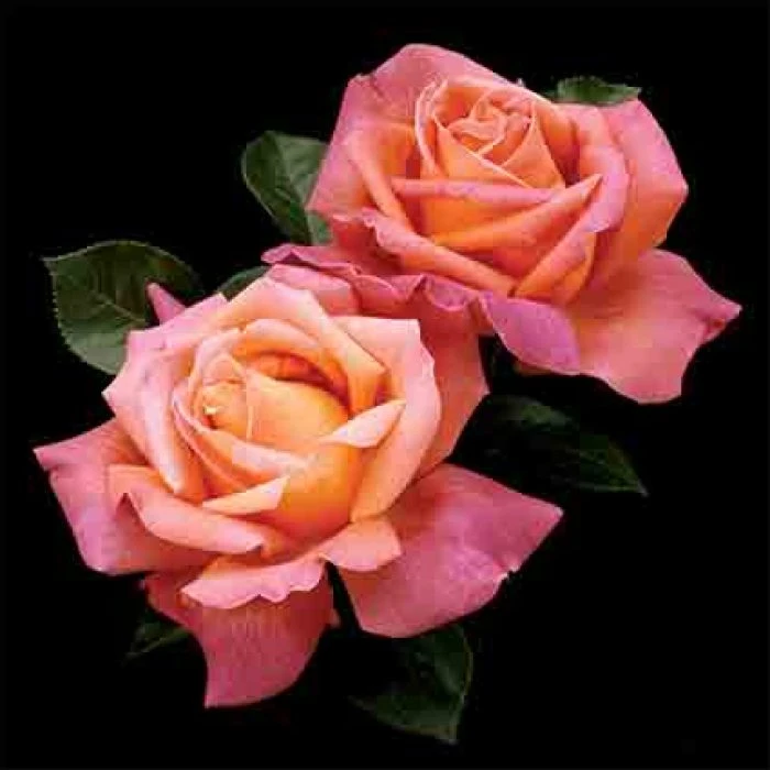 Chicago Peace Hybrid Tea Rose