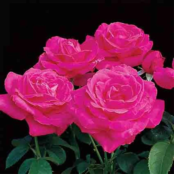 Miss All-American Beauty Hybrid Tea Rose