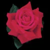 Mister Lincoln Hybrid Tea Rose