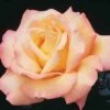 Peace Hybrid Tea Rose