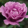 Angel Face&trade; Floribunda Rose