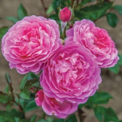 Orchid Romance™ Floribunda Rose