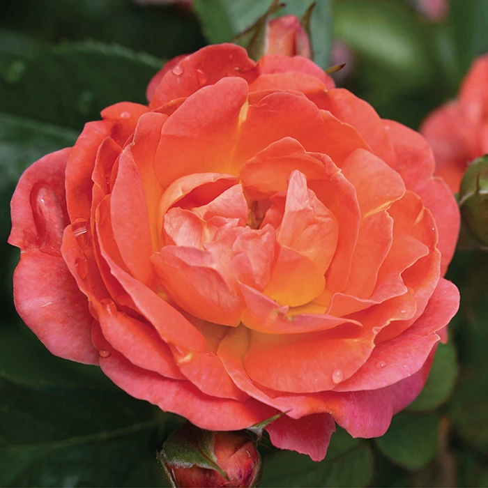 Orange Glow™ Knock Out® Rose