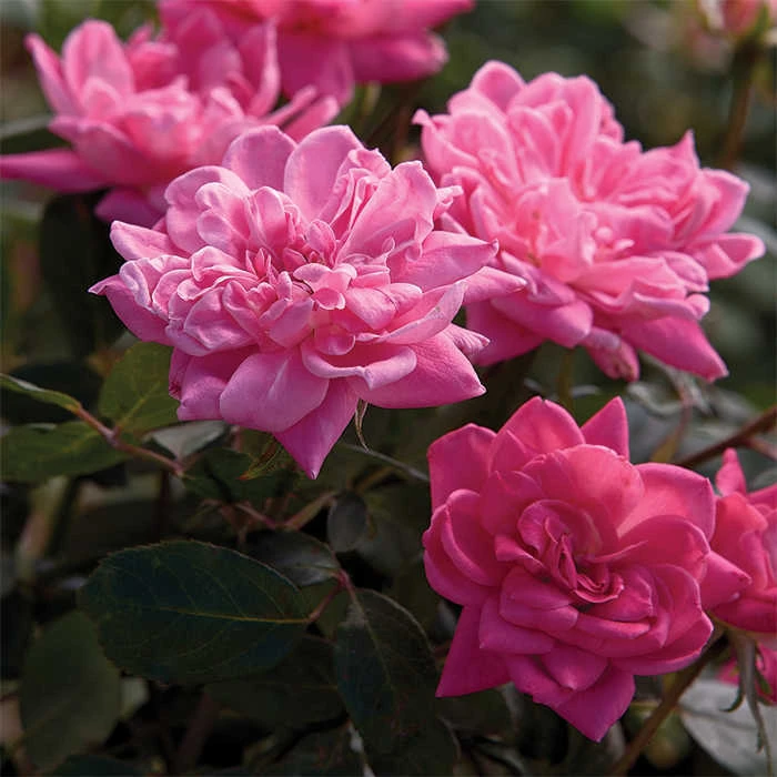Pink Double Knock Out® Rose