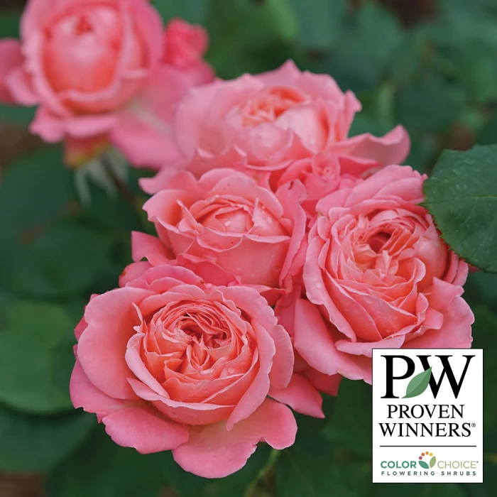 Reminiscent™ Coral Shrub Rose