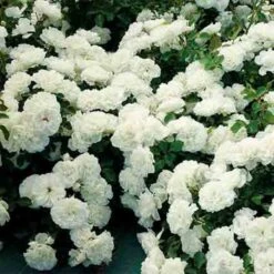 White Meidiland® Groundcover Rose