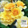 Rise Up Amberness&trade; Climbing Rose