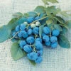 Dwarf Northsky Blueberry