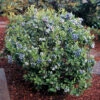 Dwarf Top Hat Blueberry