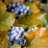 Concord Grape