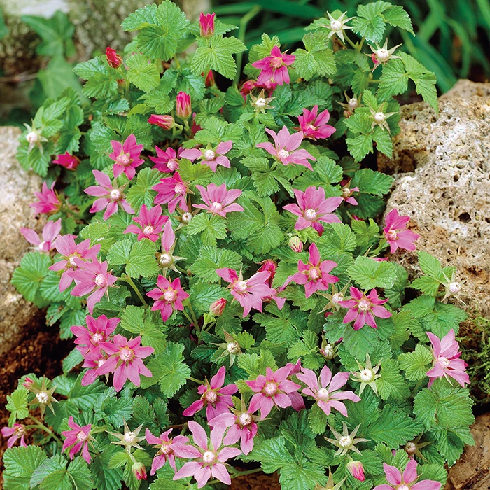 Ground Cover Raspberry Offer (1 Of Each)